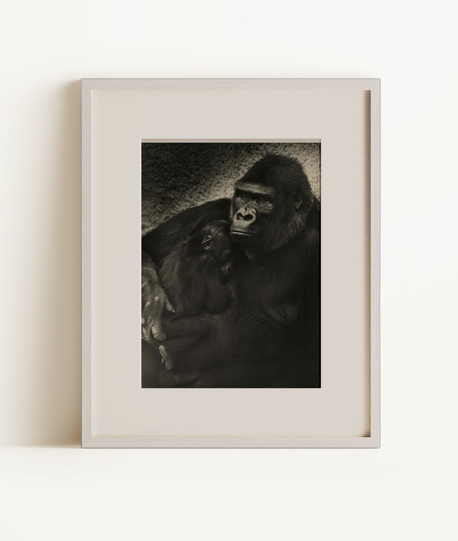 Gorilla Family, San Francisco, California, USA
