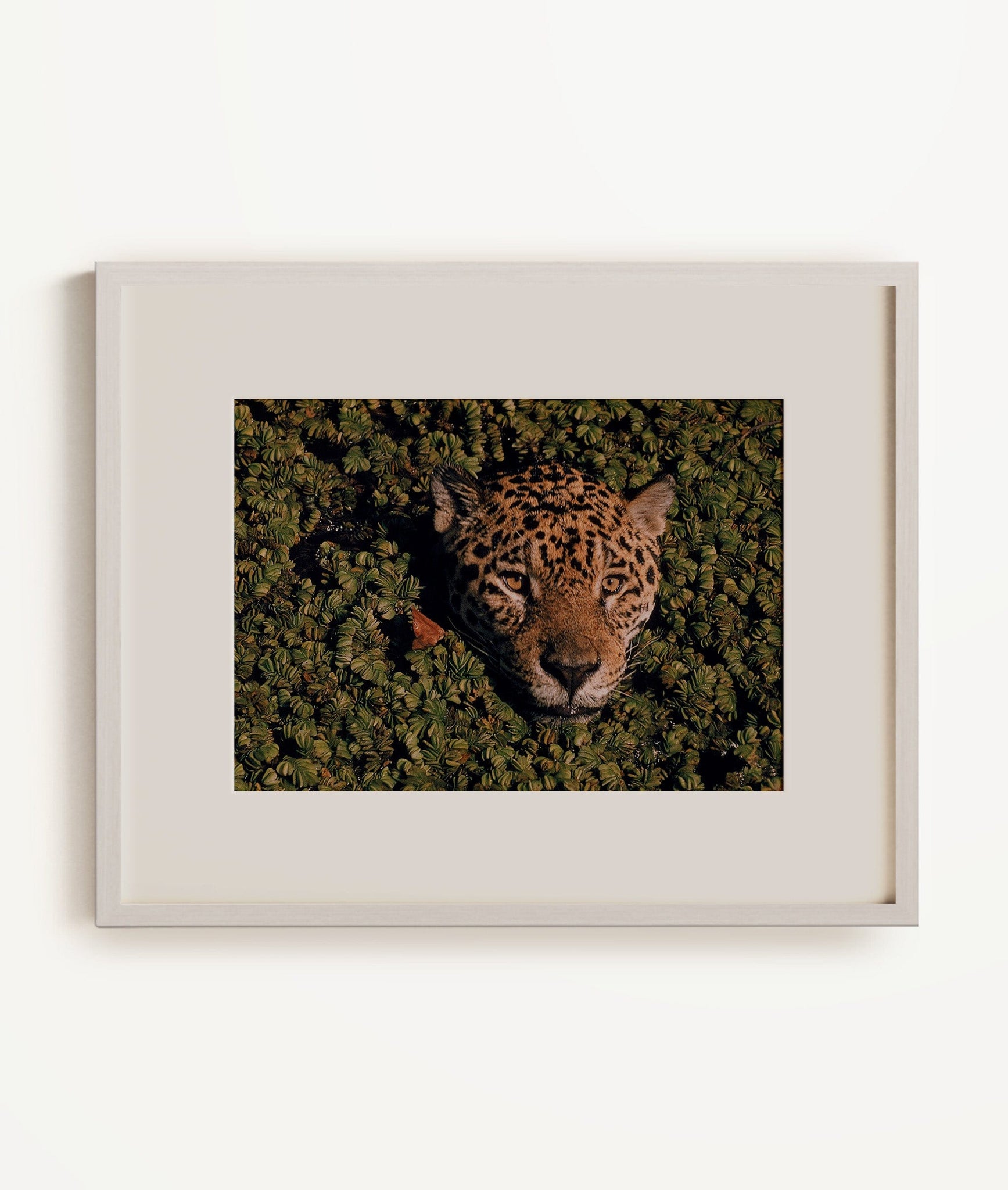 Jaguar poking its head through plant-clogged pool, Brazil